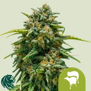 SWEET SKUNK AUTOMATIC