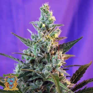 SWEET SKUNK AUTO