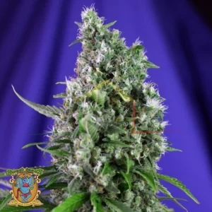 SWEET TRAINWRECK AUTO