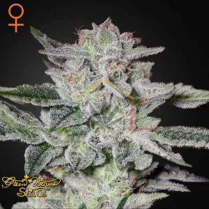 SWEET VALLEY KUSH
