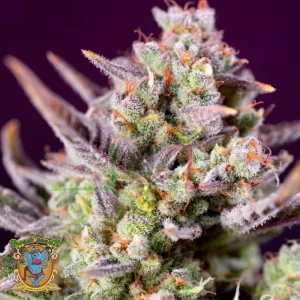 SWEET ZENZATION XL AUTO
