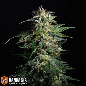 SWISS DREAM AUTO CBD
