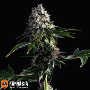 SWISS DREAM CBD