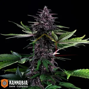 SWISS DREAM ROSÉ AUTO CBD