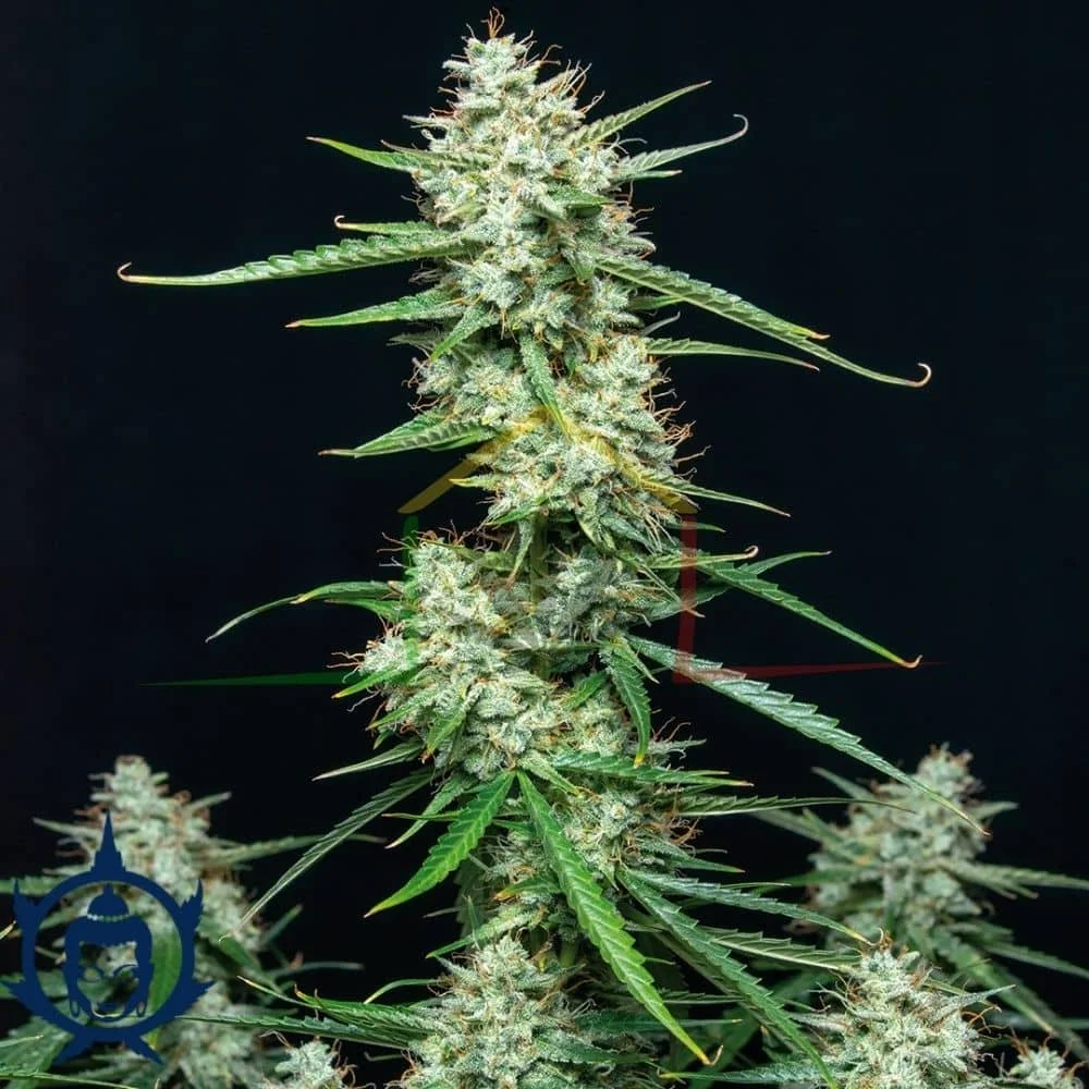 BUDDHA SYRUP AUTO - Imagen 2