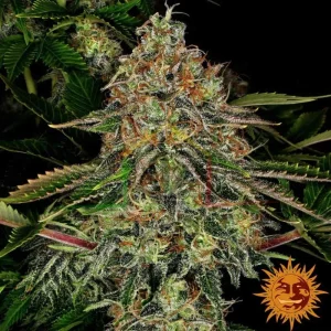TANGERINE DREAM AUTO