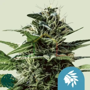 TATANKA PURE CBD