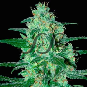 THUNDER BLOODY MARY AUTO