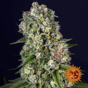 TROPICANNA BANANA