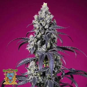 TROPICANNA CHERRY XL AUTO