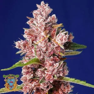 TROPICANNA POISON F1 FAST VERSION