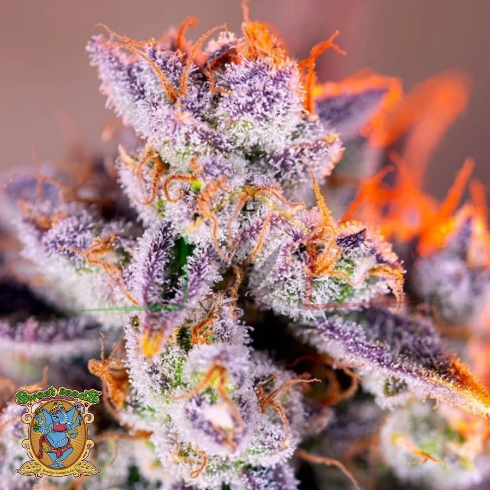 TROPICANNA POISON XL AUTO