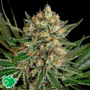 TXERRI BILBO HAZE