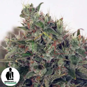 ULTRA WHITE AMNESIA