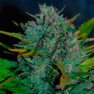 ULTRAVIOLET AUTO