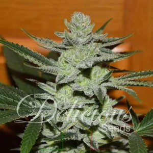 UNKNOWN KUSH