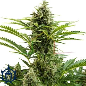 BUDDHA VESTA AUTO