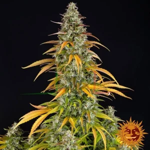 WATERMELON ZKITTLEZ AUTO