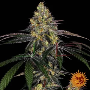 WATERMELON ZKITTLEZ