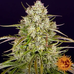 WEDDING CAKE AUTO
