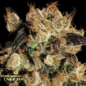 WHITE BERRY