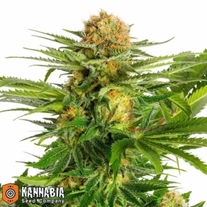 WHITE DOMINA