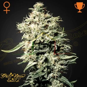 WHITE RHINO