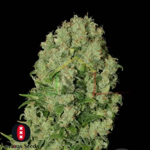 WHITE RUSSIAN