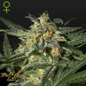 WHITE WIDOW AUTO