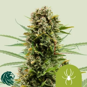 WHITE WIDOW AUTOMATIC