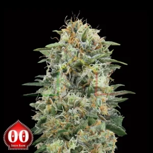 WHITE WIDOW CBD