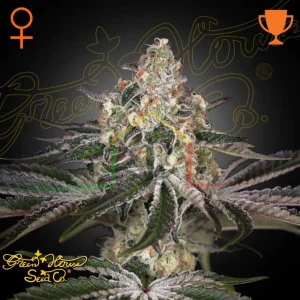 WHITE WIDOW