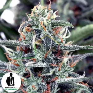 WHITE WIDOW