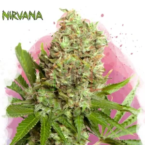 WHITE WIDOW AUTO