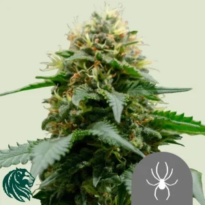 WHITE WIDOW REGULAR