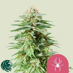 WHITE WIDOW