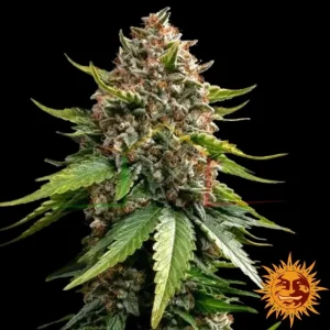 WHITE WIDOW XXL AUTO