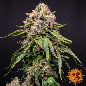WHITE WIDOW XXL