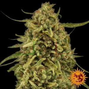 WIDOW REMEDY REGULAR