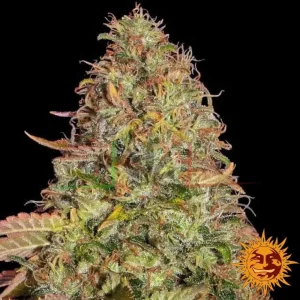 ZKITTLEZ OG AUTO
