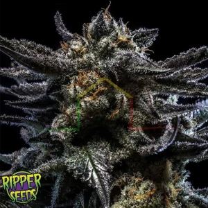 ZOMBIE KUSH